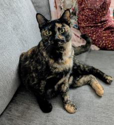 Lost Female Cat last seen Cranbrook Dr, Woodway, Woodway, TX 76712