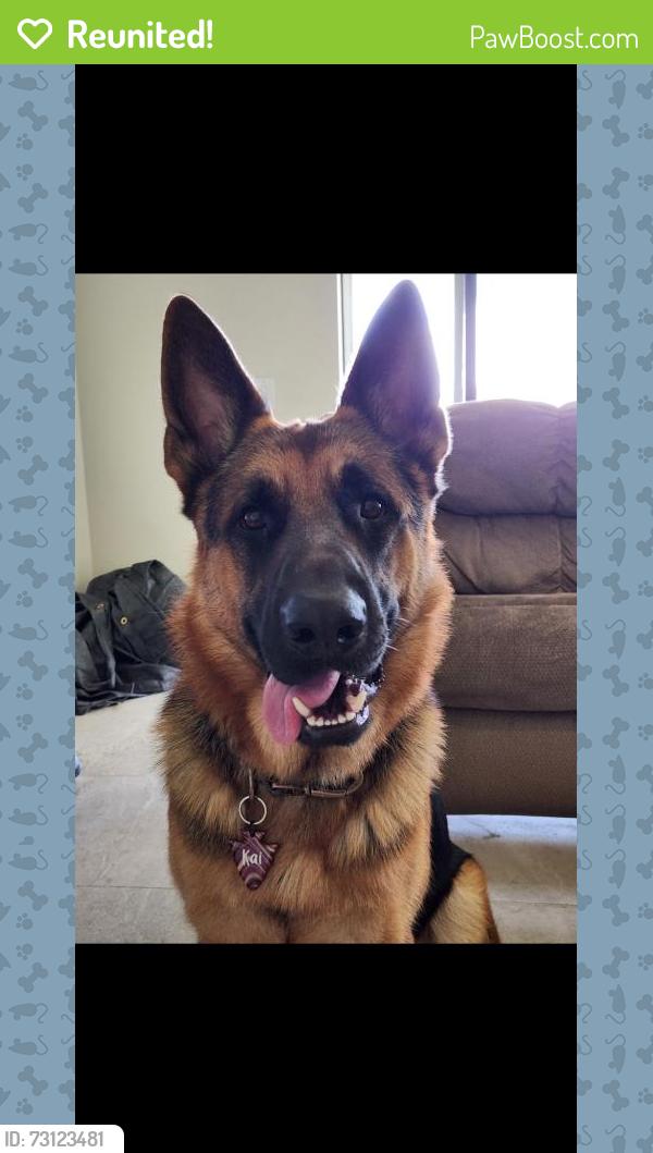 Reunited Male Dog last seen Gunnery and sentinel, Lehigh Acres, FL 33971