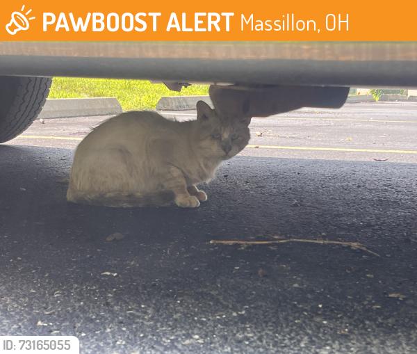 Found/Stray Unknown Cat last seen Valeside Massillon, Massillon, OH 44646