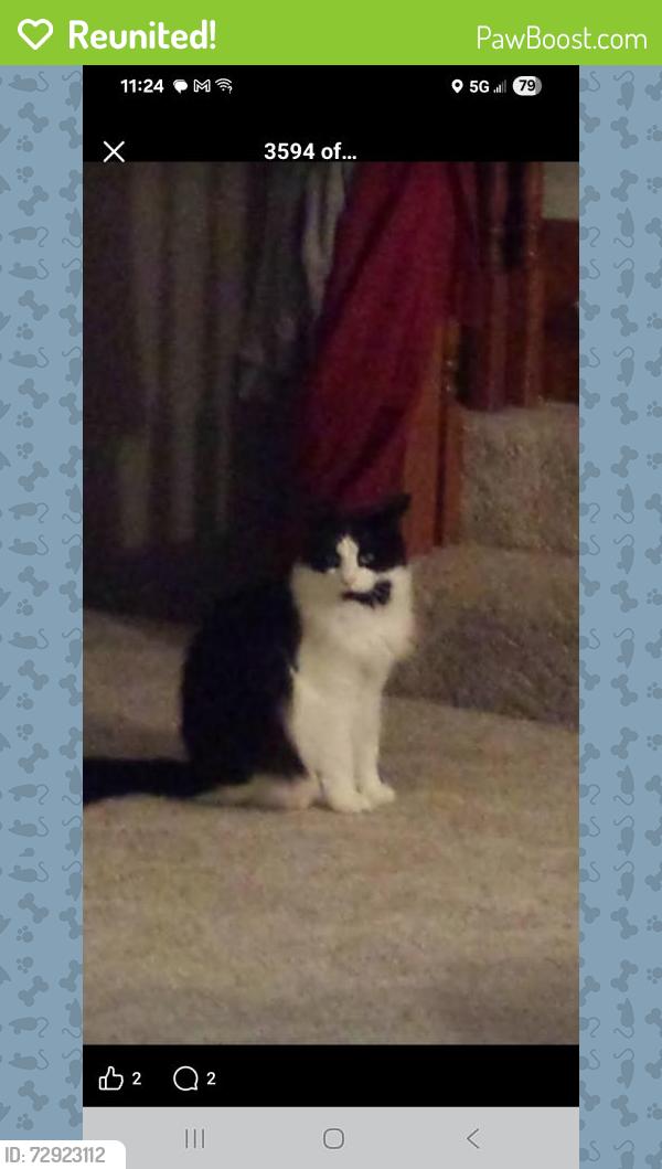 Reunited Male Cat last seen 168th st and Lakeshore dr, Holland, MI 49424