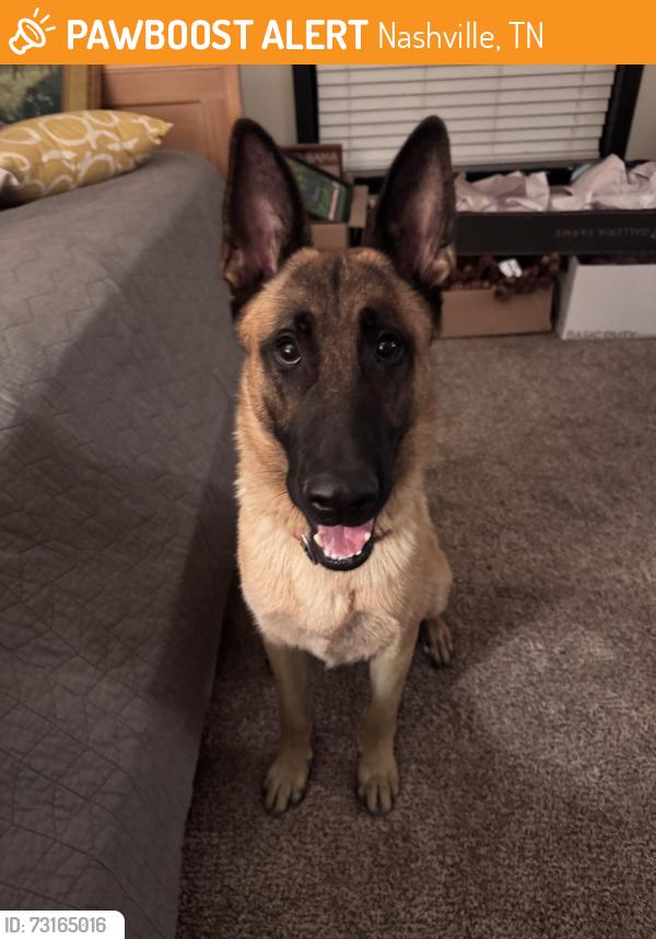 Found/Stray Male Dog last seen Near Dickerson Pike, Nashville, TN 37207, Nashville, TN 37207