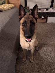 Found/Stray Male Dog last seen Near Dickerson Pike, Nashville, TN 37207, Nashville, TN 37207