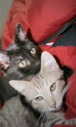 Lost Male Cat last seen Dalton street, Lowell, MA 01850
