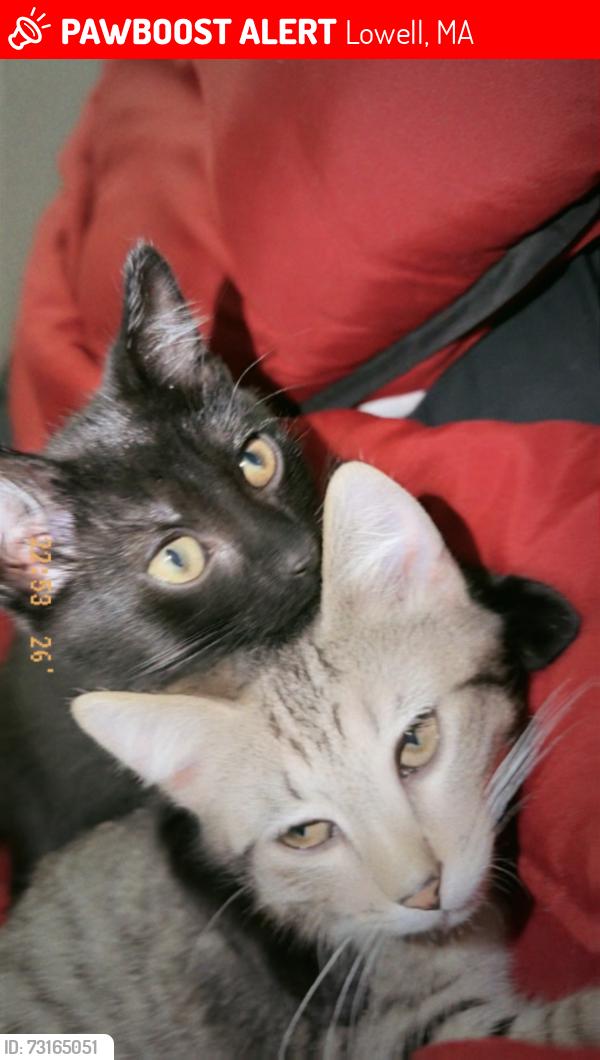 Lost Male Cat last seen Lowell/CENTERVILLE: Dalton street, Lowell, MA 01850