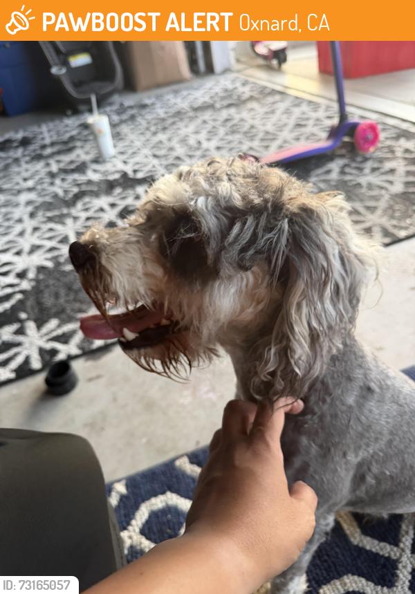 Found/Stray Male Dog last seen Briana circle and entrada drive oxnard ca, Oxnard, CA 93030