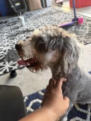 Found/Stray Male Dog last seen Briana circle and entrada drive oxnard ca, Oxnard, CA 93030