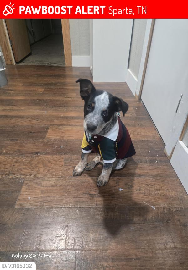 Lost Male Dog last seen North Sparta Church of God, Sparta, TN 38583