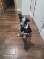 Lost Male Dog last seen North Sparta Church of God, Sparta, TN 38583