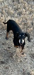 Reunited Female Dog last seen Timber Ridge Trail, Hewitt, TX 76643