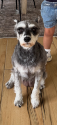 Lost Female Dog last seen Jacaranda is east golf course near hole 2, Plantation, FL 33324