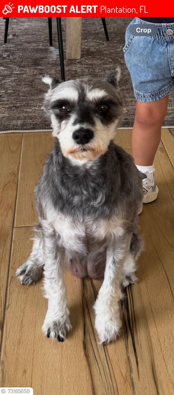 Lost Female Dog last seen Jacaranda is east golf course near hole 2, Plantation, FL 33324