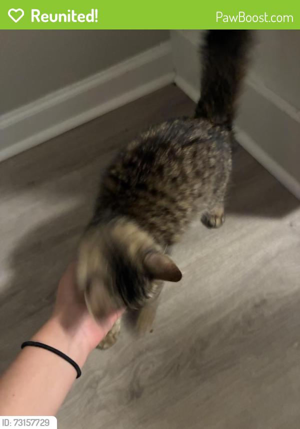 Reunited Female Cat last seen Town talk, Fort Worth, TX 76111