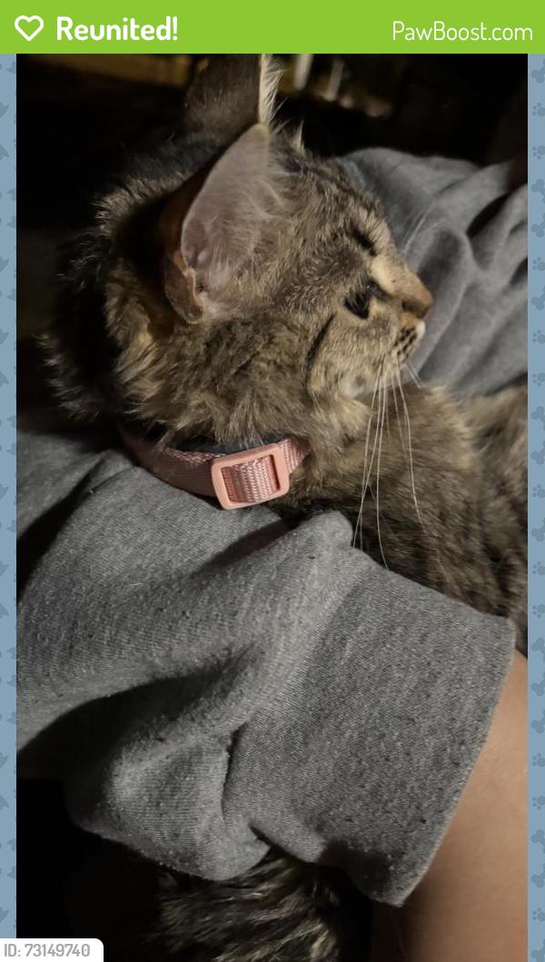 Reunited Unknown Cat last seen Holgate blvd, Portland, OR 97266