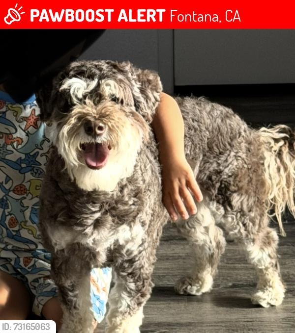 Lost Male Dog last seen Merrill, Fontana, CA 92335