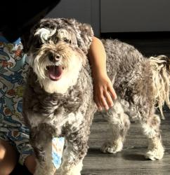 Lost Male Dog last seen Merrill, Fontana, CA 92335