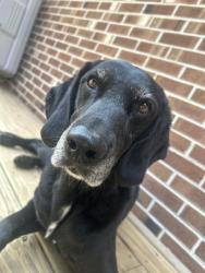 Lost Female Dog last seen keck street in cherokee hills, Seymour, TN 37865