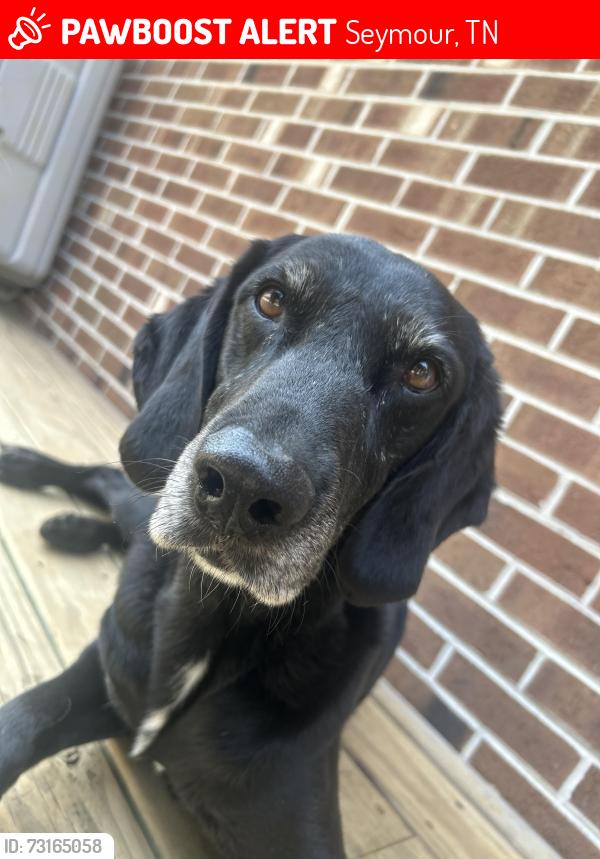 Lost Female Dog last seen keck street in cherokee hills, Seymour, TN 37865