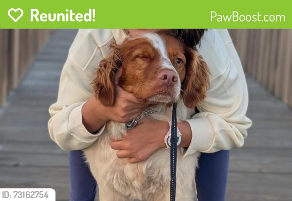 Reunited Male Dog last seen Bay road & Del Norte Avenue, Menlo Park, CA 94025