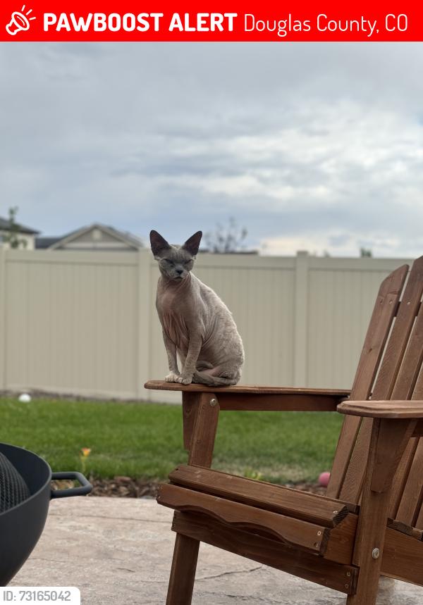 Lost Female Cat last seen Emerald Lake St, Douglas County, CO 80138