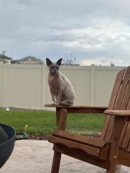 Lost Female Cat last seen Emerald Lake St, Douglas County, CO 80138