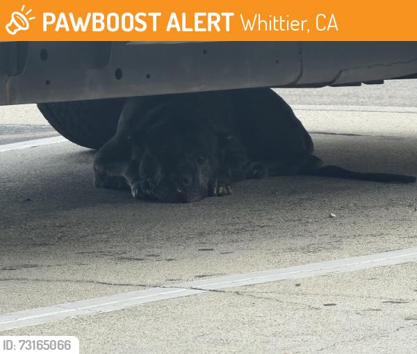 Found/Stray Female Dog last seen In front of boxing gym, under white truck, Whittier, CA 90601