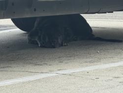 Found/Stray Female Dog last seen In front of boxing gym, under white truck, Whittier, CA 90601