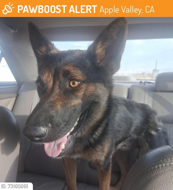 Found/Stray Female Dog last seen Johnson rd and Stoddard Rd Wells Rd, Apple Valley, CA 92307