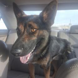 Found/Stray Female Dog last seen Johnson rd and Stoddard Rd Wells Rd, Apple Valley, CA 92307