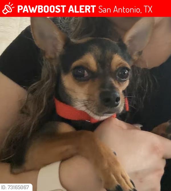 Lost Male Dog last seen N/a, San Antonio, TX 78242