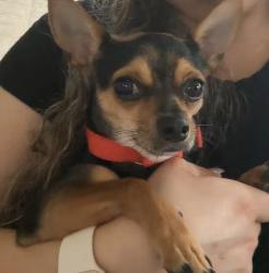 Lost Male Dog last seen N/a, San Antonio, TX 78242