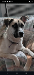 Lost Female Dog last seen 3rd st E and Forest st N, Saint Paul, MN 55106