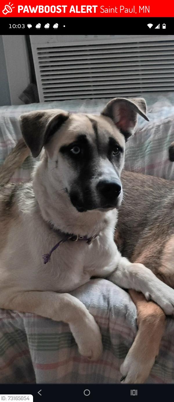 Lost Female Dog last seen 3rd st E and Forest st N, Saint Paul, MN 55106