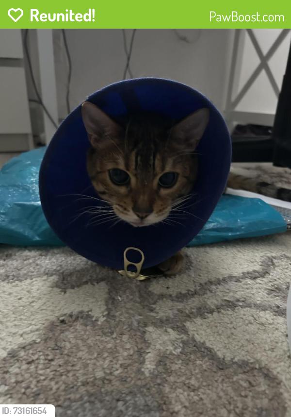 Reunited Male Cat last seen Cathcart St and Emery St, London, ON N6C 3M8