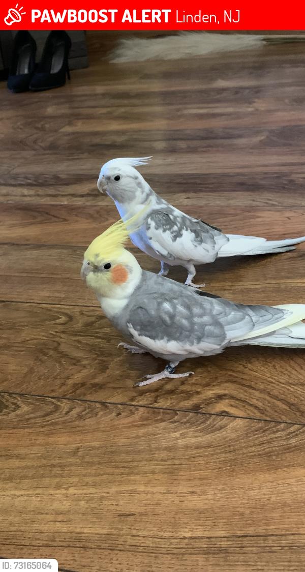 Lost Male Bird last seen Linden Fire Department on the intersection of Dewitt St and St. George Ave., Linden, NJ 07036