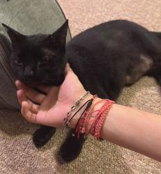 Reunited Male Cat last seen Jerusalem Ave, Smith Street, Martin Dr, Uniondale, NY 11553