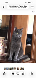 Lost Female Cat last seen Beech St, Manchester, NH 03103