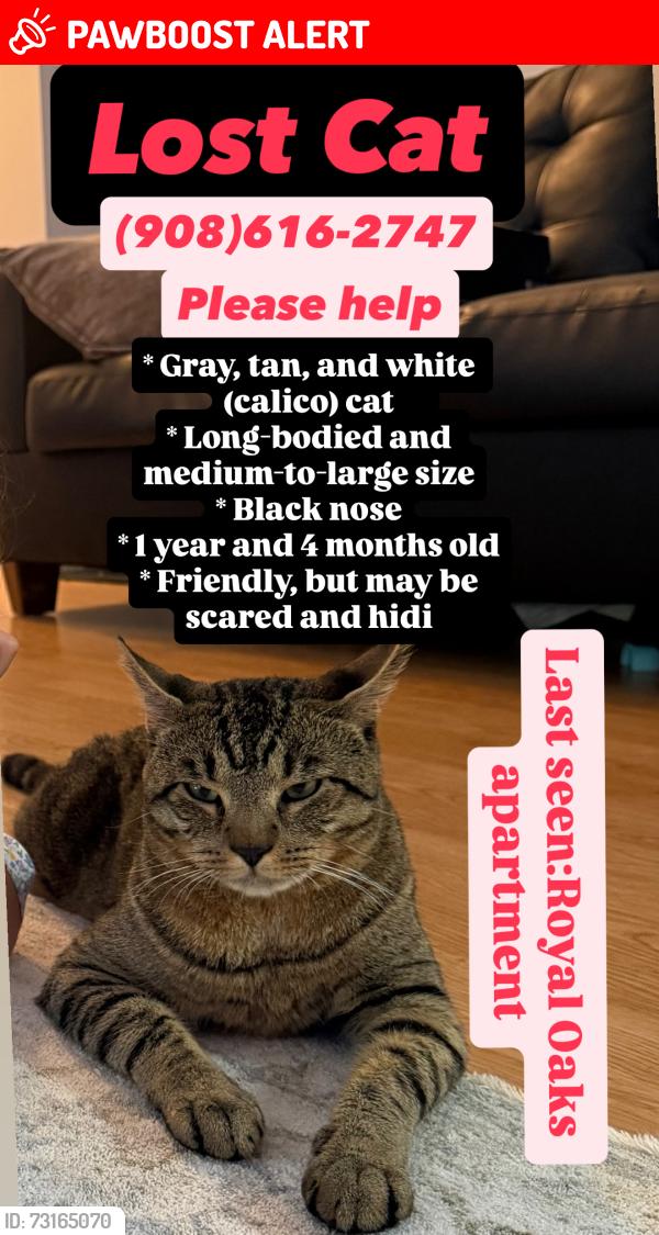 Lost Male Cat last seen Monmouth Junction city,Henderson road, Royal Oaks court, South Brunswick Township, NJ 08852