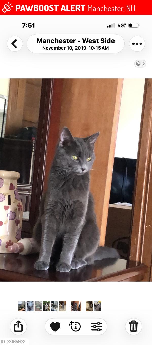 Lost Female Cat last seen Beech St, Manchester, NH 03103