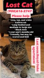 Lost Male Cat last seen Monmouth Junction city,Henderson road, Royal Oaks court, South Brunswick Township, NJ 08852