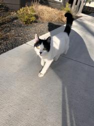 Lost Female Cat last seen Ferris High School, Spokane, WA 99223