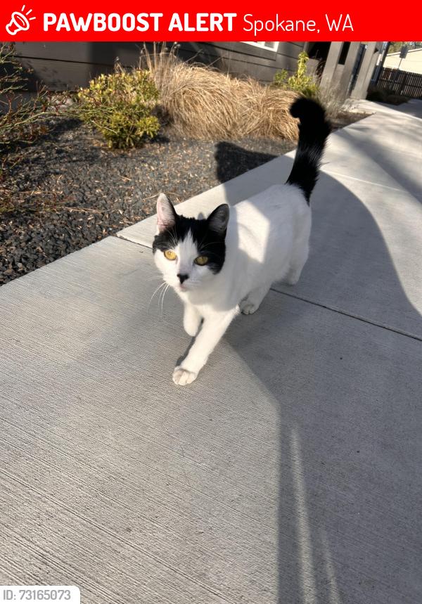 Lost Female Cat last seen Ferris High School, Spokane, WA 99223