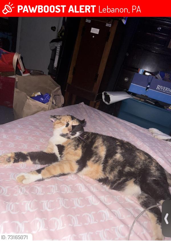 Lost Female Cat last seen Cumberland, Lebanon, PA 17046