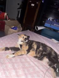 Lost Female Cat last seen Cumberland, Lebanon, PA 17046