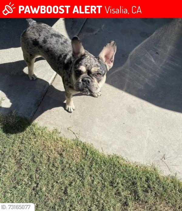 Lost Female Dog last seen Last seen near bridge st and vine ave, Visalia, CA 93291