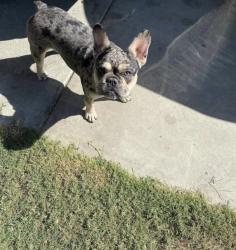 Lost Female Dog last seen Last seen near bridge st and vine ave, Visalia, CA 93291