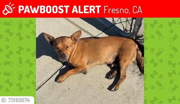 Lost Male Dog last seen Kings canyon and recreation, Fresno, CA 93725