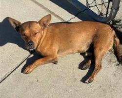 Lost Male Dog last seen Kings canyon and recreation, Fresno, CA 93725
