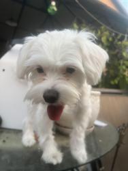 Found/Stray Female Dog last seen Axtell and Castalia, Los Angeles, CA 90032