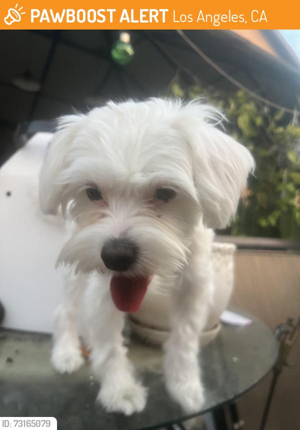 Found/Stray Female Dog last seen Axtell and Castalia, Los Angeles, CA 90032
