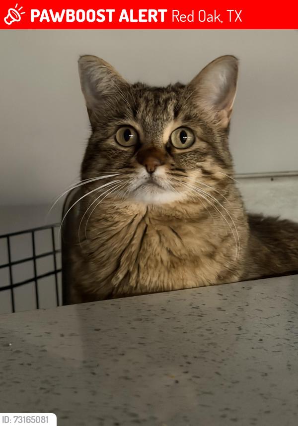 Lost Female Cat last seen Near hazeltine rd., Red Oak, TX 75154